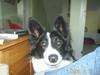 Border collie Bamse - Min mors - Titte Bøh :o ?