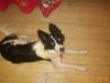 Border collie Bamse - Min mors - Til juleaften , ikk så gammel der :)