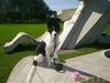 Border collie Bamse - Min mors - se mor jeg ka godt sidde pænt her imens du tager billeder :)
