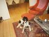 Border collie Bamse - Min mors - Lille dreng med et stoooort tyggeben :D så glad