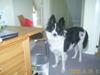 Border collie Bamse - Min mors - Hallo ? sagde du noget til mig :)