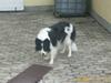 Border collie Bamse - Min mors - Koooooom nu !! kast den KAST DEEEN !