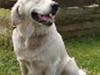 Golden retriever Oskar