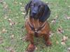 Bayersk bjergsschweisshund Tyson R.I.P 10/10-2008