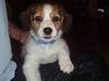 Kooikerhondje Kooijoy Carlo