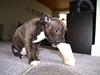 Staffordshire bull terrier Freja
