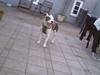 Amerikansk staffordshire terrier paco [ Himmelhund]