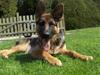 Schæferhund Maegaards Jana (Mille)