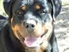 Rottweiler Athos