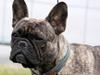 Fransk bulldog Lancome's Øyja