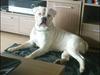 Amerikansk bulldog Max:-)