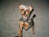 Yorkshire terrier Fie
