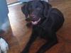 Labrador retriever Tanni<3