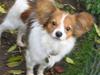 Papillon Chili
