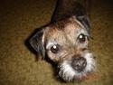 Border terrier Emmy