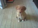 Nova scotia duck tolling retriever Indie