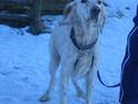 Engelsk setter Altegeinos kittshe