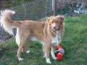 Nova scotia duck tolling retriever Bertel