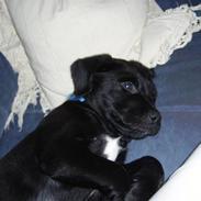 Labrador retriever Victor