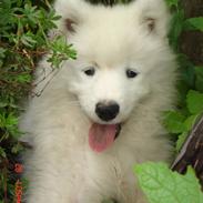 Samojedhund nia