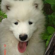 Samojedhund nia