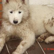 Samojedhund nia