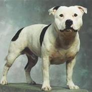 Staffordshire bull terrier TUPAC AKA. 2PAC