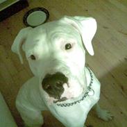 Dogo argentino Miglo