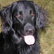 Flat coated retriever Darwin