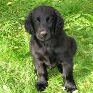 Flat coated retriever Darwin