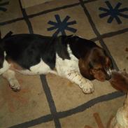 Basset hound Ludvig