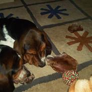 Basset hound Ludvig