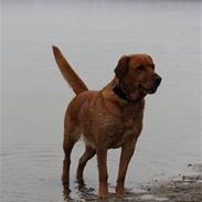 Blanding af racer mie