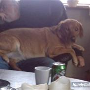 Blanding af racer mie