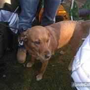 Blanding af racer mie