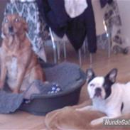 Blanding af racer mie