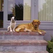 Blanding af racer mie