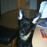 Schæferhund king of the world