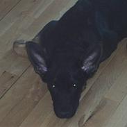 Schæferhund king of the world