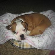 Amerikansk bulldog jemie