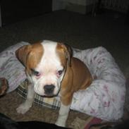 Amerikansk bulldog jemie