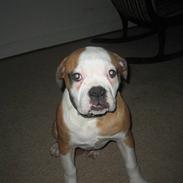 Amerikansk bulldog jemie