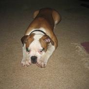 Amerikansk bulldog jemie
