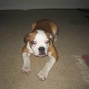 Amerikansk bulldog jemie