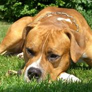 Blanding af racer rocco R.I.P