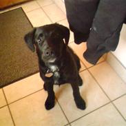 Labrador retriever Lady