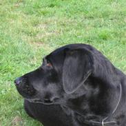 Labrador retriever Maya