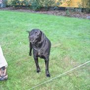 Labrador retriever Maya