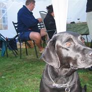 Labrador retriever Maya