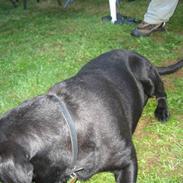 Labrador retriever Maya